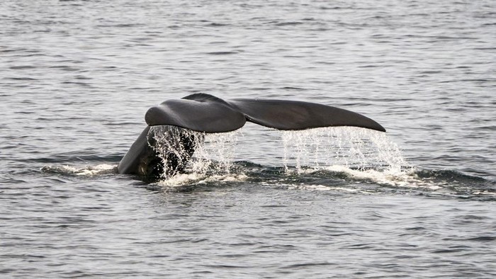 (FILES) In this file photo taken on April 13, 2019, A North Atlantic right whale swims in the waters of Cape Cod Bay near Provincetown, Massachusetts. - Five critically endangered North Atlantic right whales have been found dead in the Gulf of Saint Lawrence this month, Canadian officials said on June 27, 2019. As a result, Transport Canada has expanded a shipping speed limit of 10 knots in the Gulf and closed 16,000 square kilometers (6,200 square miles) to commercial fishing. (Photo by Don Emmert / AFP)