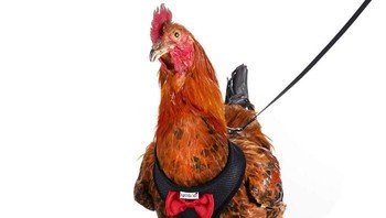 Tali kekang ayam ini dijual seharga CDN 30 (USD 23/Rp 324 ribu) di Amazon. Ada sejumlah opsi warna yang bisa dipilih. (Foto: Dok. Yesito/Amazon.com via Boredpanda.com)