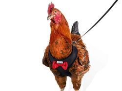 Alat Ini Ada di Amazon, Bikin Tenang Saat Jalan Bareng Ayam