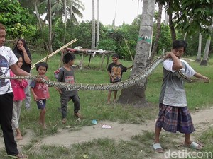 Warga Polman Tangkap Ular Piton 4 Meter yang Kerap Mangsa Ternak