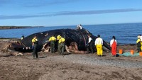 Otoritas Kanada mendapati enam bangkai paus di perairan Teluk Saint Lawrence, Kanada. sepanjang bulan ini. Paus yang mati itu berjenis North Atlantic right whale atau dikenal sebagai paus sikat Atlantik Utara yang kini terancam punah. Bangkai-bangkai paus itu terdeteksi mengapung di kanal dan dilacak dengan pelacak satelit. Foto: Gary Mansfield/CBC