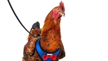 Ajari unggasmu berjalan memakai tali kekang ini dan kamu pun bisa menemukan ketengan hati, demikian tulis Yesito. (Foto: Dok. Yesito/Amazon.com via Boredpanda.com)