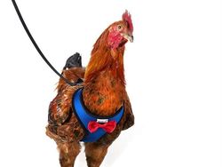 Alat Ini Ada di Amazon, Bikin Tenang Saat Jalan Bareng Ayam