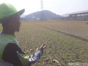 Sawah di Bandung Barat Mengering, Begini Respons Hengky Kurniawan