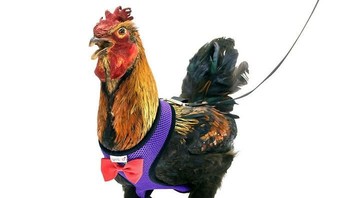 Disebutkan pula bahwa alat ini dibuat dengan bahan yang dijamin bikin ayam peliharaanmu merasa nyaman. Pemakaiannya pun simpel, dengan pengaturan yang fleksibel pula demi memanjakan si ayam (!). (Foto: Dok. Yesito/Amazon.com via Boredpanda.com)
