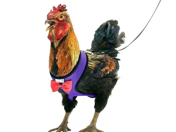 Alat Ini Ada di Amazon, Bikin Tenang Saat Jalan Bareng Ayam