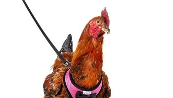 Seperti inilah alat unik yang dibuat perusahaan bernama Yesito dan masuk listing di Amazon. (Foto: Dok. Yesito/Amazon.com via Boredpanda.com)