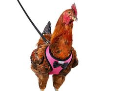Alat Ini Ada di Amazon, Bikin Tenang Saat Jalan Bareng Ayam