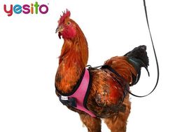 Alat Ini Ada di Amazon, Bikin Tenang Saat Jalan Bareng Ayam