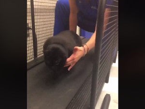 Viral! Kucing Tergemuk Ikut Program Penurunan Berat Badan