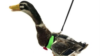 Yang menarik, tali kekang unik ini bukan cuma dapat dipakai ayam. Bebek pun bisa. (Foto: Dok. Yesito/Amazon.com via Boredpanda.com)