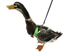 Alat Ini Ada di Amazon, Bikin Tenang Saat Jalan Bareng Ayam