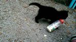 Ekspresi Kocak Saat Kucing Curi Makanan Ini Bikin Gemas dan Ngakak