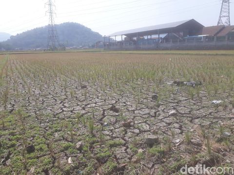 Sawah di Bandung Barat Mengering, Begini Respon Hengky Kurniawan