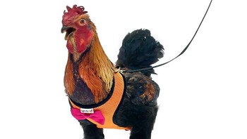 Yesito menyebut produknya ini bisa membuat hati kamu tenang jika sedang jalan bareng ayam peliharaan. Aman, unggasmu itu takkan lagi berkeliaran atau nyebrang jalan sembarangan. (Foto: Dok. Yesito/Amazon.com via Boredpanda.com)