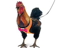 Alat Ini Ada di Amazon, Bikin Tenang Saat Jalan Bareng Ayam