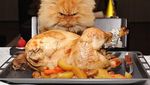 Ekspresi Kocak Saat Kucing Curi Makanan Ini Bikin Gemas dan Ngakak