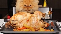 Pasang pose geram, ini aksi kucing imut saat tengah mencuri ayam panggang yang baru saja keluar dari oven untuk hidangan makan malam.  Foto: Boredpanda
