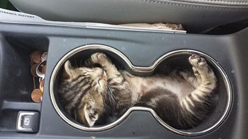 Pernah ketemu adegan ini di mobilmu sendiri? (Foto: Boredpanda.com)