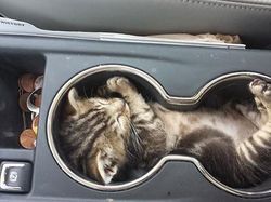Pose Tidur Kucing-kucing Ini Bikin Auto Gemas Deh