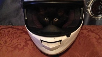 Tenang, ini bukan adegan di film horor. Cuma kucing yang menemukan tempat enak buat tiduran. (Foto: Boredpanda.com)