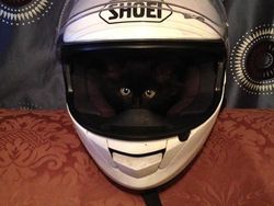 Pose Tidur Kucing-kucing Ini Bikin Auto Gemas Deh