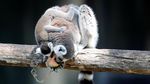 Melihat Tingkah Lucu Lemur Ekor Cincin