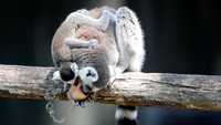 Bayi lemur dan baru lahir bermain dengan induknya di Kebun Binatang Roma, Kamis (27/6). REUTERS/Remo Casilli.