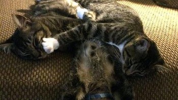 Ketika tiga saudara terlelap bersama. (Foto: Boredpanda.com)