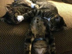 Pose Tidur Kucing-kucing Ini Bikin Auto Gemas Deh