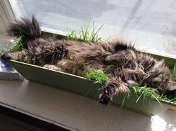 Pose Tidur Kucing-kucing Ini Bikin Auto Gemas Deh