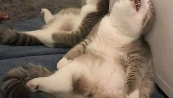 Sampai mangap-mangap lho. Mungkin kucing ini capek sekali. (Foto: Boredpanda.com)