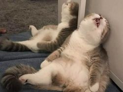 Pose Tidur Kucing-kucing Ini Bikin Auto Gemas Deh