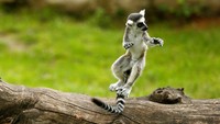 Aksi lucu seekor lemur. REUTERS/Yara Nardi.