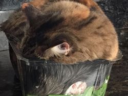 Pose Tidur Kucing-kucing Ini Bikin Auto Gemas Deh