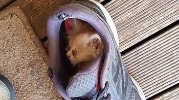 Sepatu juga jadi salah satu tempat favorit untuk tidur. (Foto: Boredpanda.com)