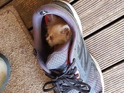 Pose Tidur Kucing-kucing Ini Bikin Auto Gemas Deh