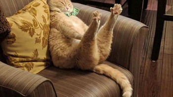 Uh, enak banget menggeliatnya. (Foto: Boredpanda.com)