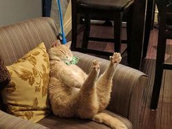 Pose Tidur Kucing-kucing Ini Bikin Auto Gemas Deh