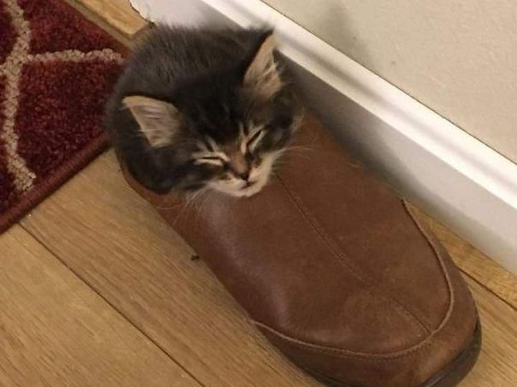 Pose Tidur Kucing-kucing Ini Bikin Auto Gemas Deh