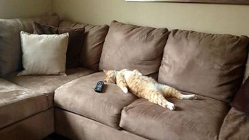 Bagaikan manusia saja, tertidur di sofa dengan remote control TV di samping. (Foto: Boredpanda.com)