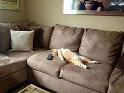 Pose Tidur Kucing-kucing Ini Bikin Auto Gemas Deh