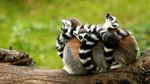 Melihat Tingkah Lucu Lemur Ekor Cincin
