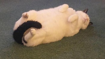 Duh, nyenyak banget tidurnya. (Foto: Boredpanda.com)