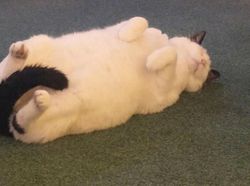 Pose Tidur Kucing-kucing Ini Bikin Auto Gemas Deh