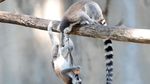 Melihat Tingkah Lucu Lemur Ekor Cincin