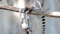 Dua lemur berebut makanan. REUTERS/Remo Casilli.