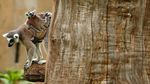 Melihat Tingkah Lucu Lemur Ekor Cincin