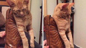 Tidur di sepatu bots? Kenapa nggak. (Foto: Boredpanda.com)