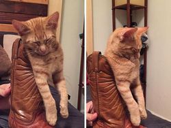 Pose Tidur Kucing-kucing Ini Bikin Auto Gemas Deh